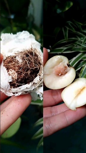 Propagate Jujube Seeds Fast Using Tissue Paper | Easy Germination Method