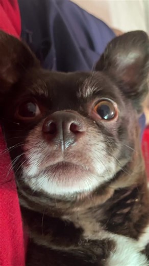 Chihuahua's Reaction is Priceless