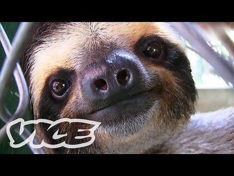 ナマケモノの赤ちゃん！ - Baby Sloth Sanctuary