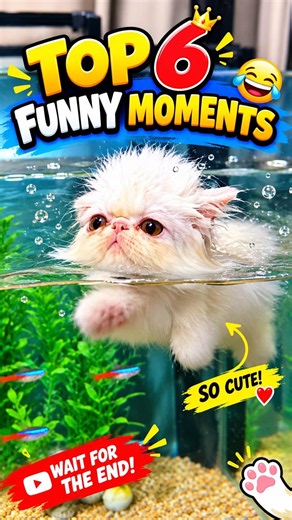 Top 6 FUNNIEST Cat Moments 😂🐱 | Wait for #6! #shorts