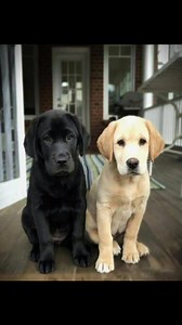 🐾💛🖤 Black & Yellow Labrador Puppies for Sale Near Me | AKC Registered 🖤💛🐾 Looking for a loyal, playful, and intelligent companion? Meet our Black and Yellow Lab puppies, perfect for families and outdoor lovers alike! 🐶💖 ✨ Details: ✔️ AKC Registered Labrador Retriever Puppies ✔️ Healthy, vet-checked, and vaccinated ✔️ Friendly & family-raised temperament ✔️ Available for Adoption, Sale, or Rehoming ✔️ Pickup & delivery options available 🚚🐾 If you’ve been searching for “black lab puppies