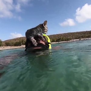 Aqua catto goes scuba diving | Cats Doing Things