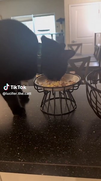 Wet Food Update for My Cats: Lucifer and His Brother