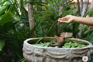 Accidentally Poured Too Much Fish Food: What Should You Do?