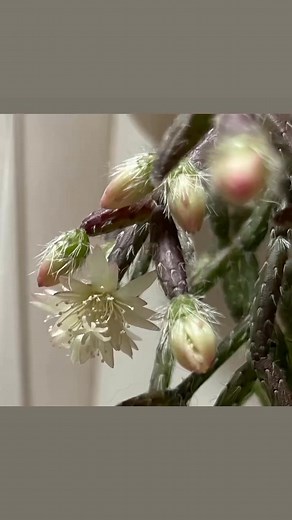 Mistletoe Cactus | Michael Messmer