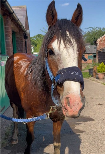 It is HOT HOT HOT 🥵 😬 Super important to make sure your horse is hydrated! I am encouraging Apollo by putting different fruit inside a water bucket 🪣 with a drop of apple juice….. of course 🤭 I also run cold water over him for 10/15 mins to cool his body temperature. Heat stroke is more common than owners know! #heatwave #equinelife #staycool #younghorse #hothothot