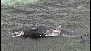 Sperm whale carcass on submerged reef at Corny Point