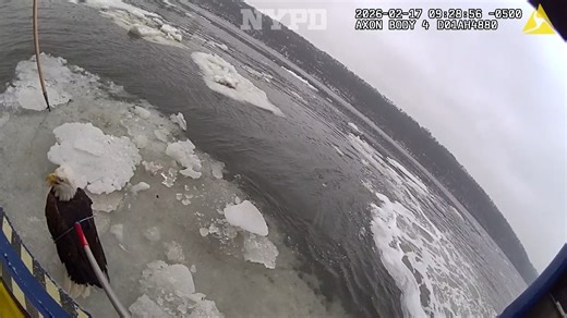 Eagle-eyed cops to the rescue. While patrolling the Hudson River earlier this morning, our Harbor Unit officers spotted an injured bald eagle floating on the ice and calling out for help. They acted quickly and brought the bird to safety. | NYPD