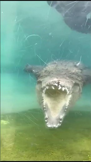 When Nature Turns Savage: The Predator Strikes Without Warning