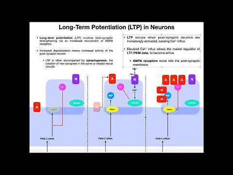 Mechanism of Long-Term Potentiation of Synapses