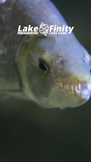 Meet LakeFinity Fish Card Game! | LakeFinity Fishcards