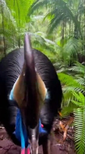 Cassowary Attacks Hiker in Rainforest 🦤💥😱