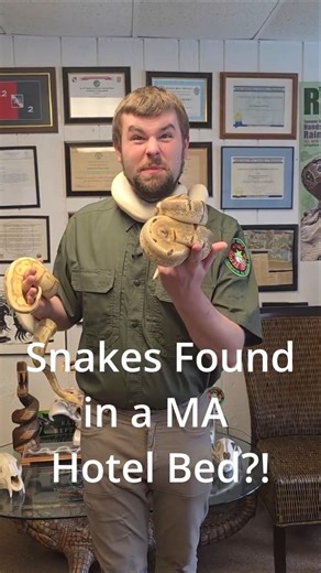 SNAKES IN YOUR MA HOTEL ROOM?! #snake #reptiles #animals #rescuestory #reptilerescue #ballpython