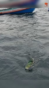 Catching Mahi Mahi Fish in the Sea #fishing #fishingvideos #fishingtime | Neerulagam