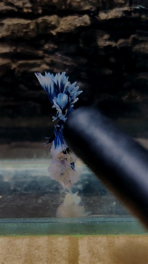 Understanding Betta Fish Care