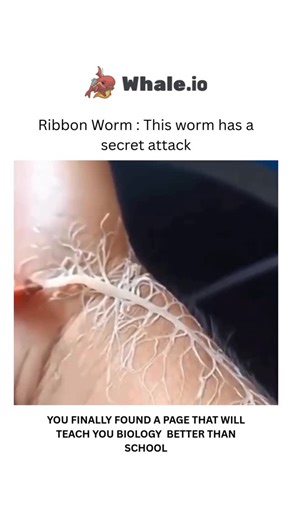 BIOLOGY | MEDICAL | HEALTH on Instagram: "Meet the ribbon worm-a slimy invertebrate with a wild superpower. When threatened or hunting, it ejects a sticky, retractable proboscis that looks like a web or net, instantly entangling prey. Some species can shoot this organ several times their own body length! Ribbon worms are found in oceans worldwide, from shallow shores to deep waters, and while most feed on small invertebrates, some grow over 30 meters long, making them among the longest animals o