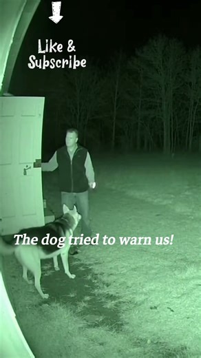 The Dog Froze… Then the Camera Glitched