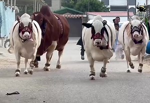 🤎🤎🤎🤎 | Bakra Eid In Karachi