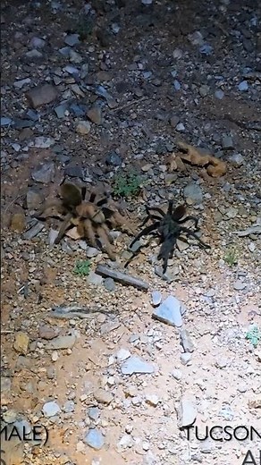 Tarantula OUTSMARTS us in the Arizona desert! Aphonopelma chalcodes and Aphonopelma vorhiesi