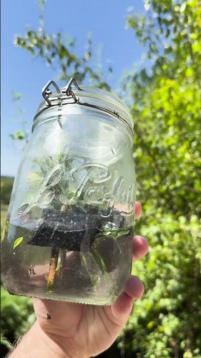 Comment bouturer du jasmin ? #conseil #astuce #jasmin #bouture #nature #plante #ecologie