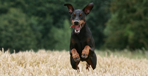 DCM in Dobermans is an autoimmune disease