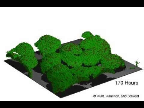 A 3D cellular automata model of biofilm dynamics