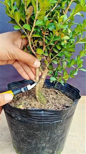 Great material for creating dwarf bonsai #Bonsai #Bonsai Making #Boxwood #bonsaitree