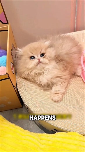 Vaccine Day Drama: Cat vs Owner! 🐈