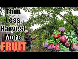 How To Support Fruit Tree Branches So You Can Double Your Harvest!