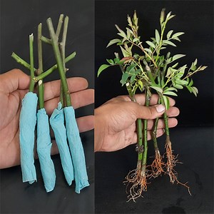 2.3M views · 4.8K reactions | How to grow Rose plant from cuttings using tissue paper | Rana Craft | Facebook