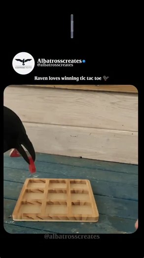 𝘼𝙡𝙗𝙖𝙩𝙧𝙤𝙨𝙨𝙘𝙧𝙚𝙖𝙩𝙚𝙨™ on Instagram: "Wait for the end 🥹 This short clip shows a super smart raven named Gosha from Russia playing tic-tac-toe against his human, using red heart pieces while the human uses white crosses. Gosha plays strategically — blocking the opponent's moves and carefully setting up his own diagonal line to win, showing real planning and focus. The human praises him excitedly upon victory as Gosha proudly stands there, highlighting the incredible intelligence of c