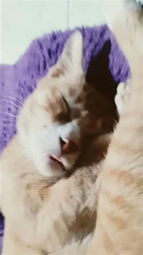 #shortvideo #cat #bantulike #fypyoutube #kucinglucubandung