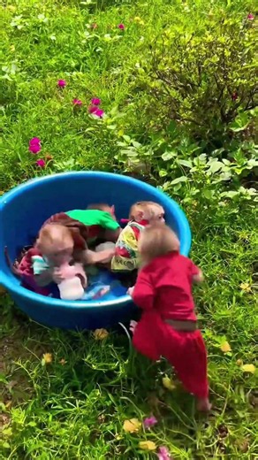 Monkey Lala & Baby Monkeys Share Bottle Time! 🍼🐒 So Cute! ❤️