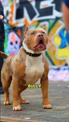 Top 5 Pitbull Breeds You Should Know 🐶🔥