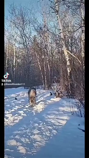 We are in a fight for time... The wolves’ home, the only one they’ve ever known, is at risk right now. If we don’t secure it, lives WILL be lost. I have protected them for more than half my life. Today, I need help protecting them. 🖤 PLEASE help us hold the line. SHARE, LIKE, COMMENT Since I was a teenager I’ve lived alongside wolves, and they’ve taught me how to listen without words. This place wasn’t created to fix anyone. It started as a rescue for a variety of animals, domestic and wild. Fr