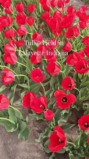 Tullip field in Indiana Exploration acres in Lafayette Indiana #spring #tullips #flowerfields #Indiana #hiddengems