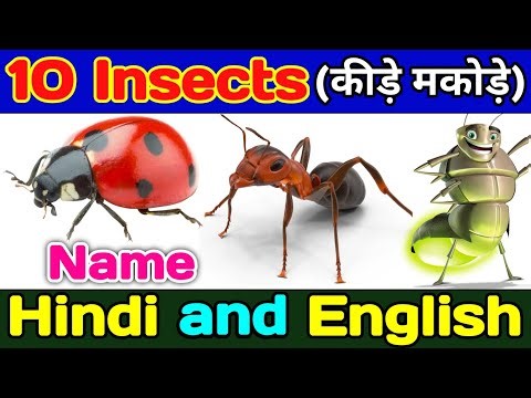 10 Kide Makode Ke Naam! 10 कीड़े मकोड़े के नाम! 10 Insects Name in Hindi and English with Pictures