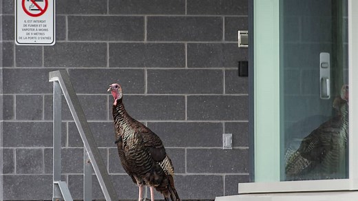 Voici tout ce qu’il faut savoir sur les dindes sauvages