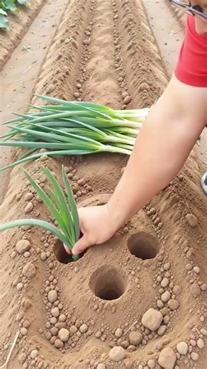 Amazing Onion Planting Technique 🌱This Is How Onions Are Planted! 🧅
