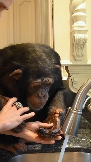 233K views · 6.8K reactions | Washing Hands & Feet 101...Chimp Style! 李 #happyathome #howto #washyourhands | Kody Antle | Facebook