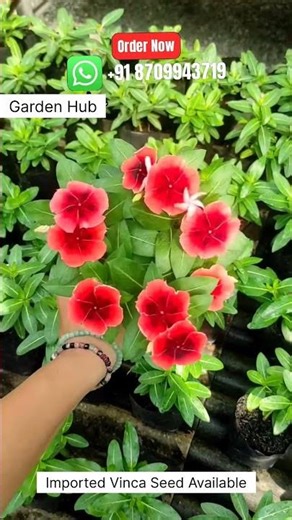 Rare Imported Vinca Flower Seed Online Shopping 🪴 #vinca #flowers #plants #garden