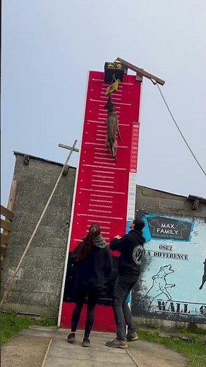 🐕🏆Dog High Jump Competition! 🐾 Jumping to New Heights!😱#Dogs#DogLover