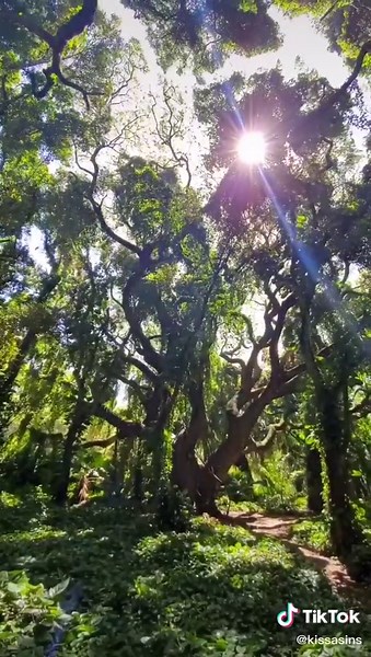 Find Peace and Relaxation with this Jungle Meditation Video