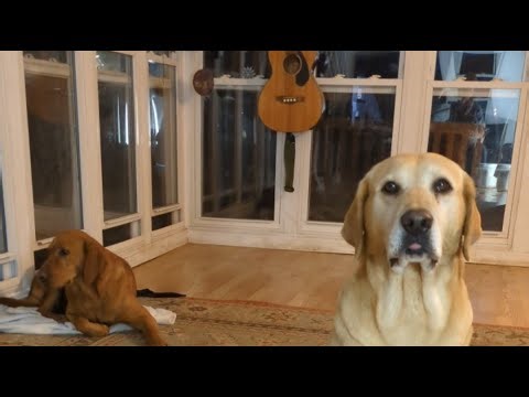 Living with Labs is live!