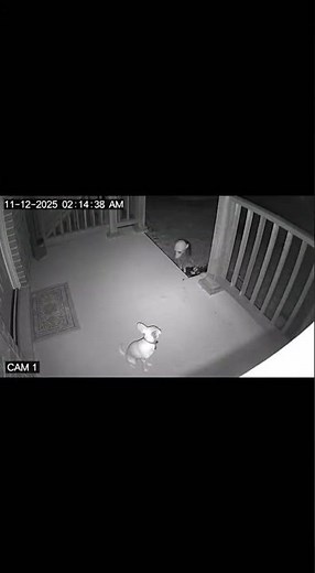 🫠 #terror #horror #apalaches #skinwalker #chihuahua