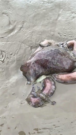 Have you really seen this look in the tidal flat octopus? Octopus rushes to the sea