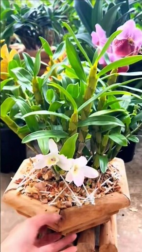Simple Using amazing methods!! repotting orchid plants into wooden pot🌳🌵🌱🌱🌱🌱