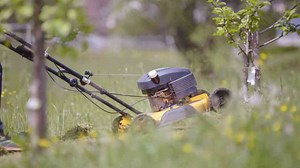 What is rewilding - Part one