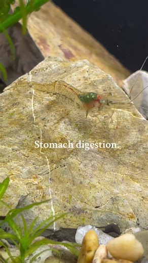 Understanding Digestion in Ghost Shrimp and Fish Tanks