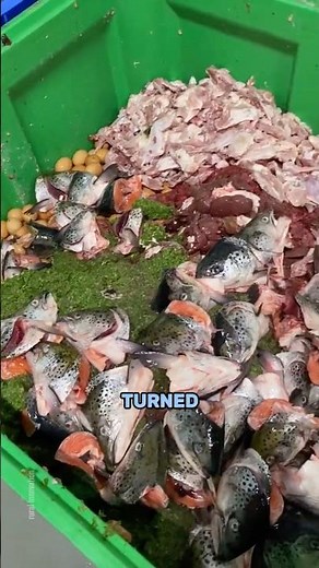 How Pet Food Is Made From Food Waste